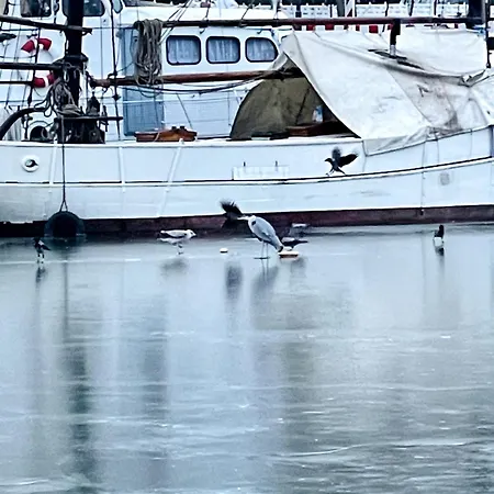 Lägenhet Mit Grosser Dachterrasse Im Herzen Greifswalds Greifswald